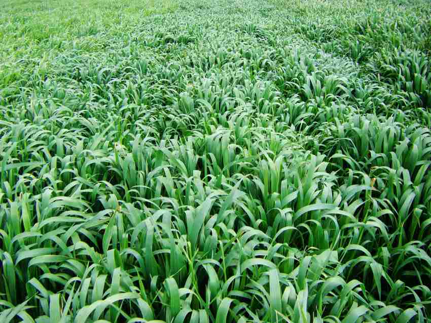 wequality Fodder grass seeds for cattle, Cattle fodder grass seeds, high  yield fodder Seed Price in India - Buy wequality Fodder grass seeds for  cattle, Cattle fodder grass seeds, high yield fodder