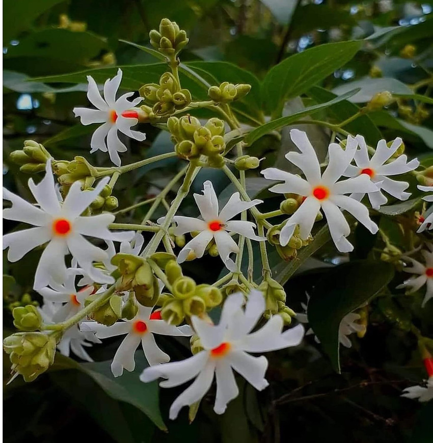 Shiuli Tree General Knowledge: ଗଙ୍ଗଶିଉଳି ଫୁଲକୁ ଇଂରାଜୀରେ କଣ କୁହାଯାଏ? ଅଧେ ...