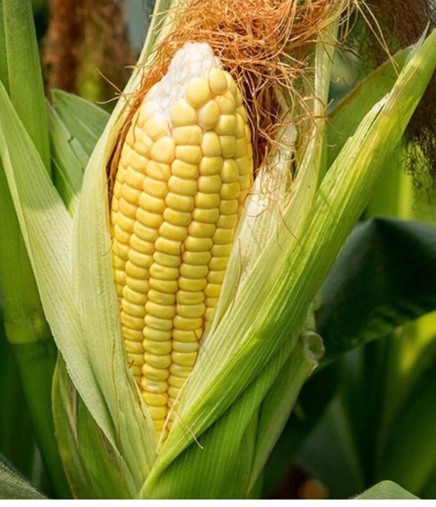 Discover 127+ corn seed cost per bag latest kidsdream.edu.vn