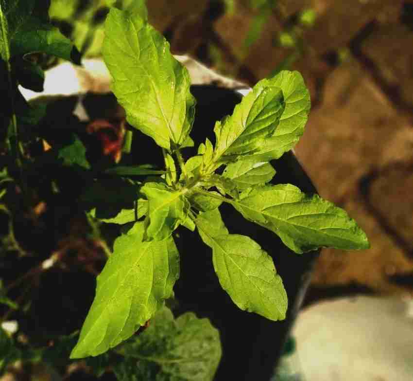 ibains Tulshi seeds Holy basil shyama tulsi for home garden Seed