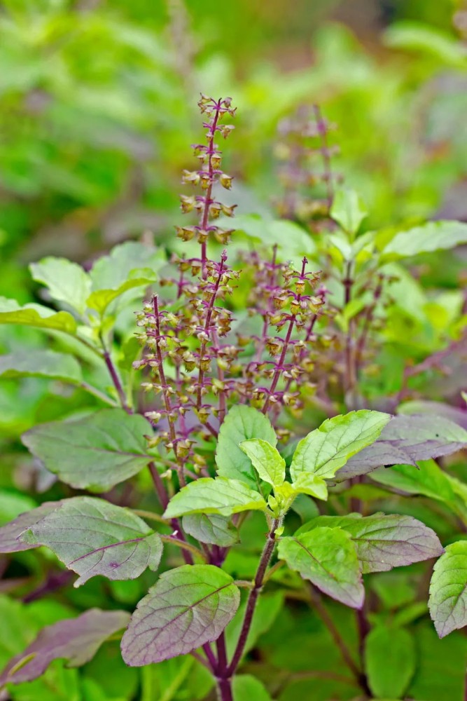 SUNWAN Organic Tulsi Holy Basil Shyama Tulsi Plant Seed Price in