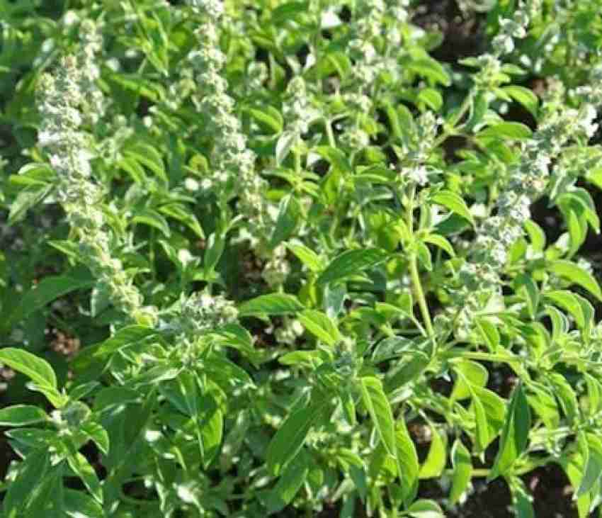 VibeX HUA 65 Thai Hoary Basil 1500 Seeds Seed Price in India