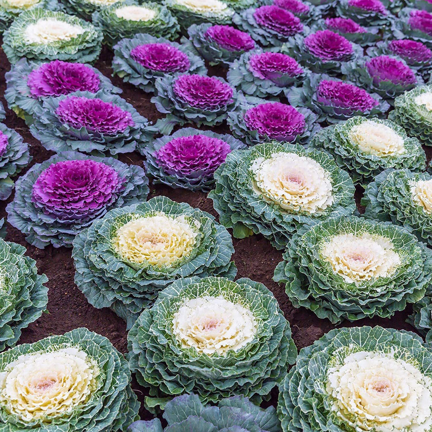 Kale plants new arrivals