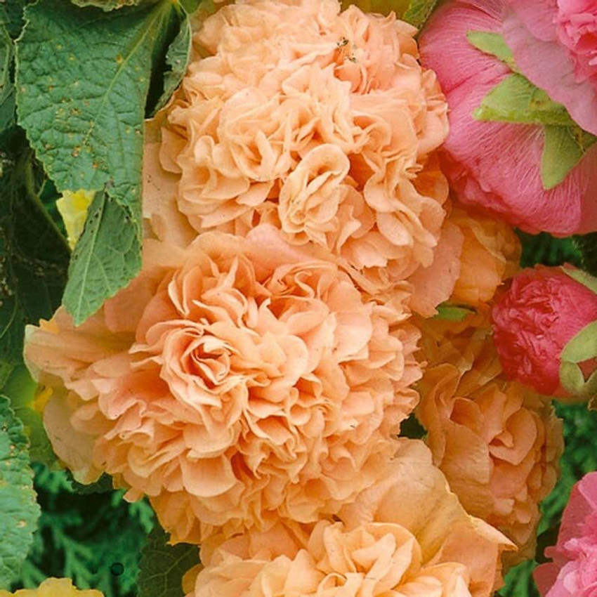Carnival flower outlet