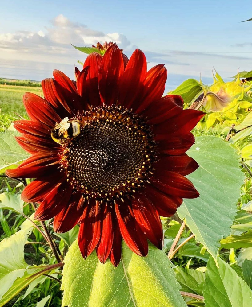 red sunflowers cover photo
