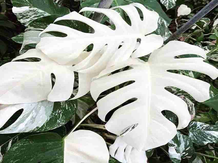 WILLVINE Monstera White Tiger Plant Seeds Seed Price in India 