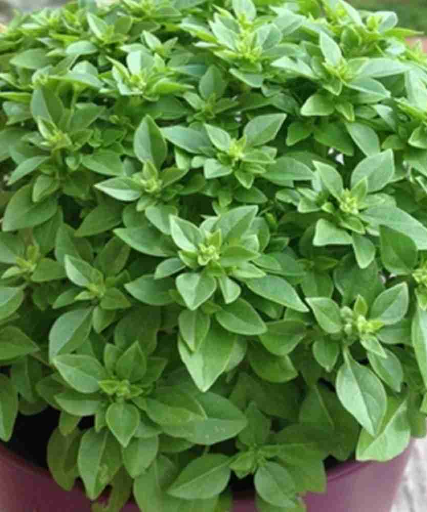 VibeX VXI 8 Spicy Bush Basil Seed Price in India Buy VibeX