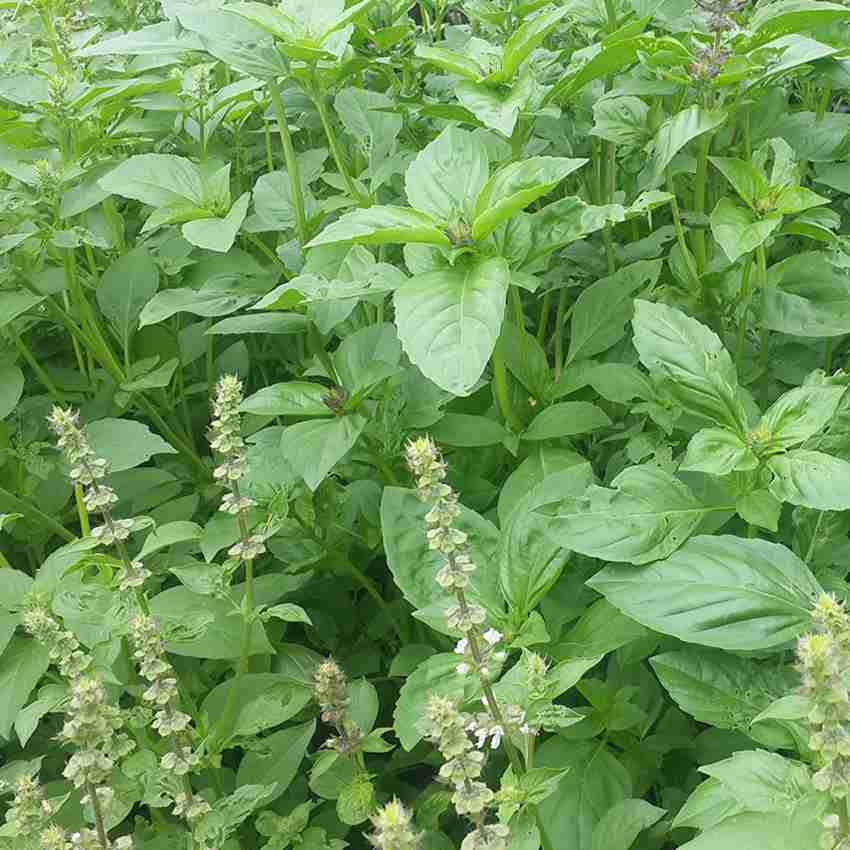 VibeX XXL 150 Lemon Basil Seeds Lao Hoary Thai Seed Price