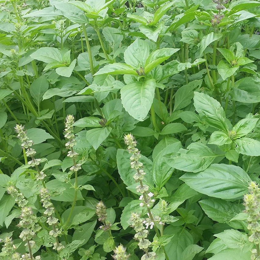 VibeX XXL 150 Lemon Basil Seeds Lao Hoary Thai Seed Price in