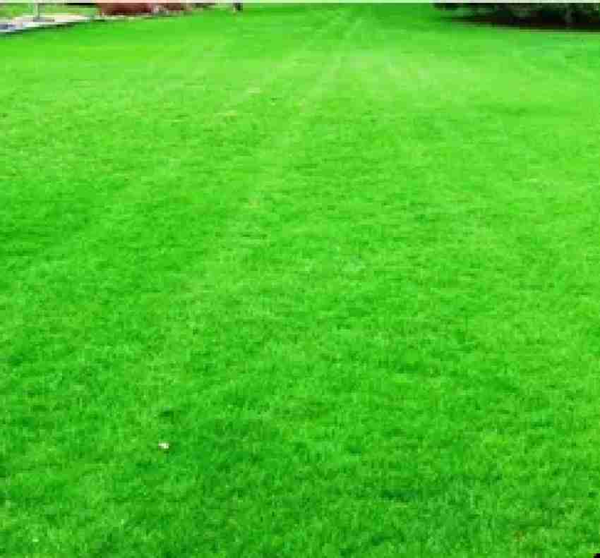 Velvet grass cheap