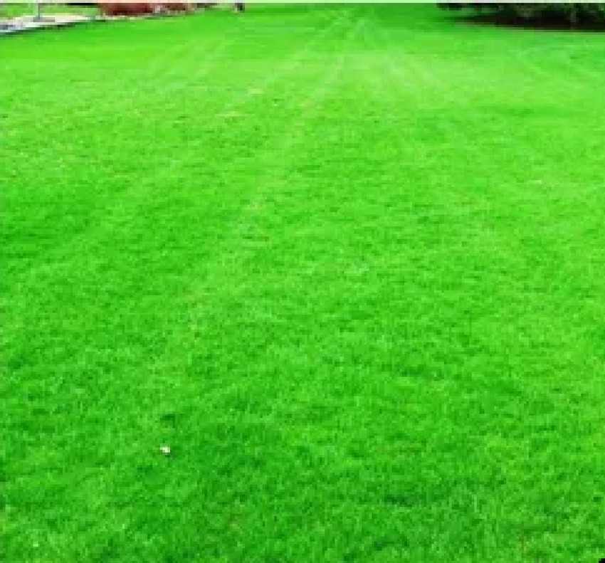 Korean grass sales