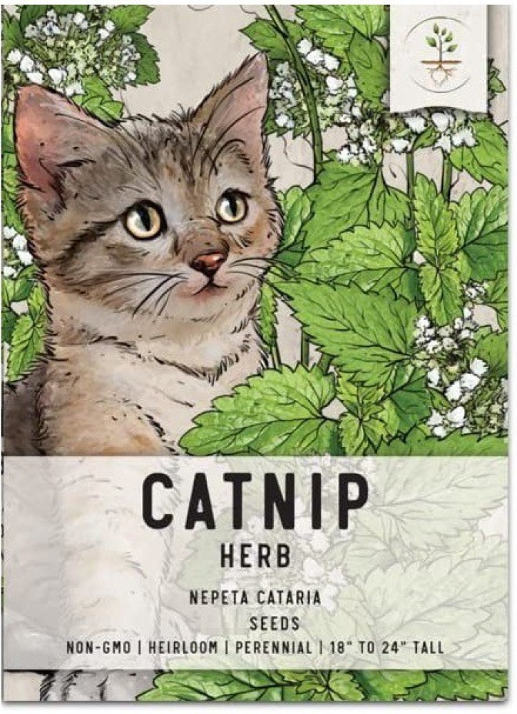  Seeds Catmint (Catnip, Catswort, Catwort) Heirloom
