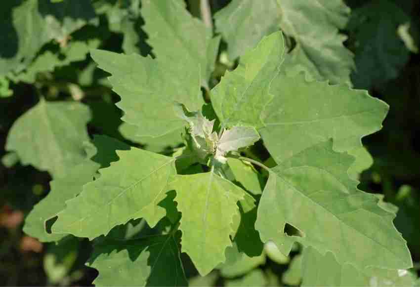 RISTO Bathua Seeds / Chenopodium Seed Price in India - Buy RISTO Bathua  Seeds / Chenopodium Seed online at Flipkart.com