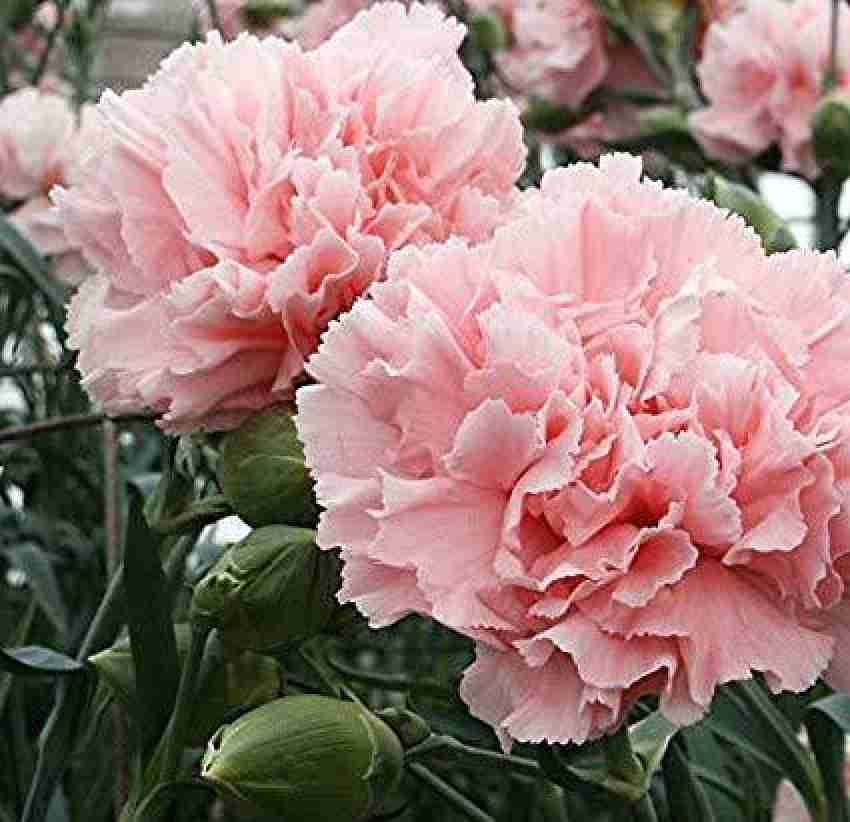 100 Yellow Red Carnation Seeds Dianthus Flowers Seed Flower Perennial 224