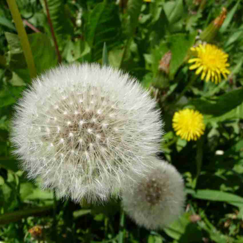 Dandelion Flower Meaning In Telugu | Best Flower Site