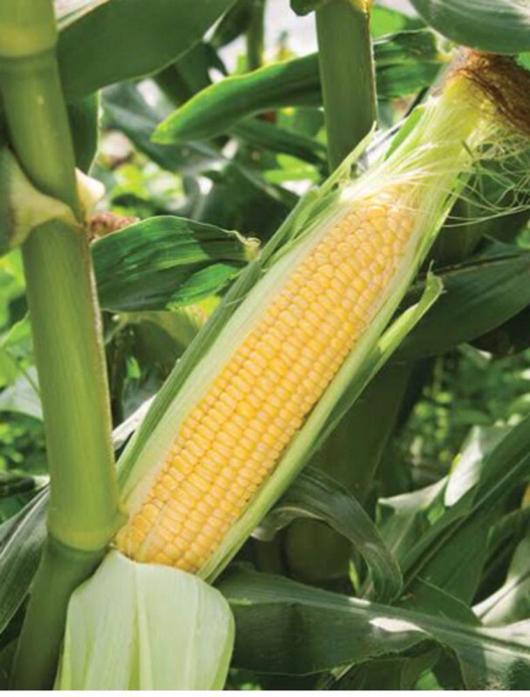 Discover 127+ corn seed cost per bag latest kidsdream.edu.vn