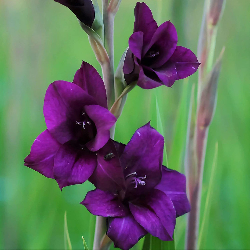 Purple gladiolus shop