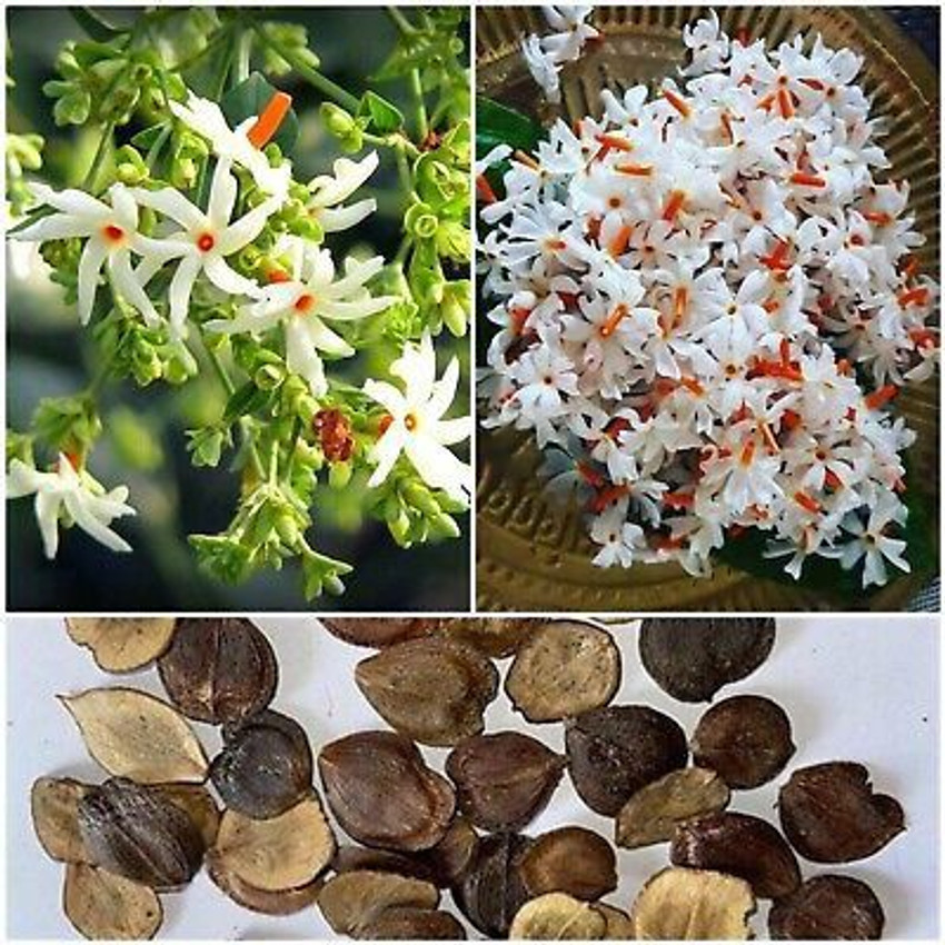 Aggregate more than 142 parijat leaves for hair growth super hot