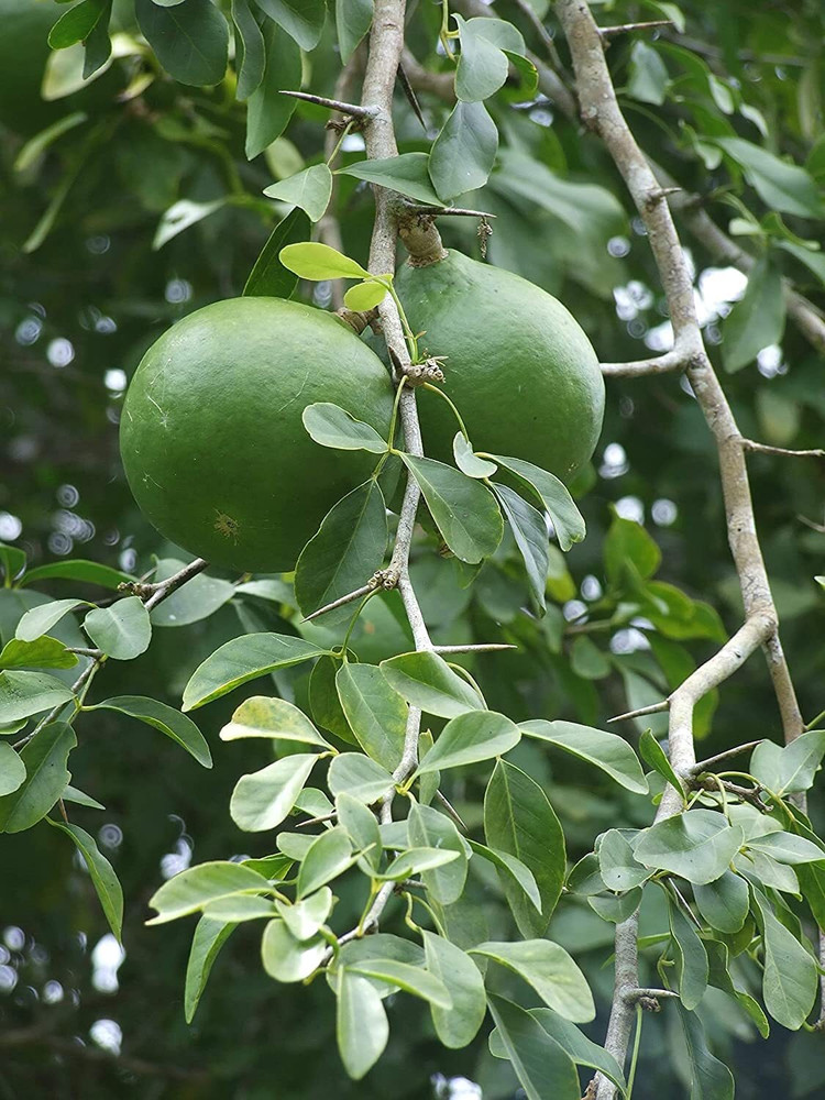 Bel patra fruit sale