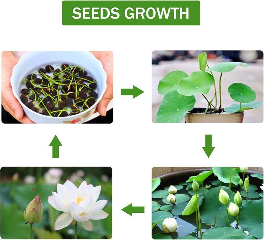VibeX NDIR-68 - Bowl Lotus - (30 Seeds) Seed Price in India - Buy