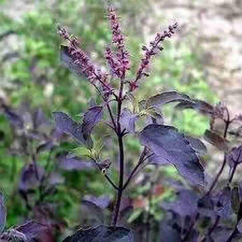 Aywal Krishna Tulsi Seeds Shyam Tulsi Black Tulsi Holy Basil