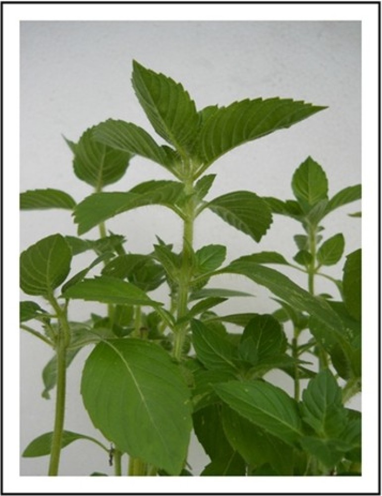 VibeX VLR 38 African blue basil Seed Price in India Buy VibeX