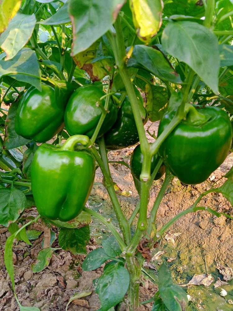 https://rukminim2.flixcart.com/image/850/1000/xif0q/plant-seed/p/n/m/110-capsicum-seeds-shimla-mirch-110-capsicum-deeds-chilli-plants-original-imagh7maswyxggqz.jpeg?q=90