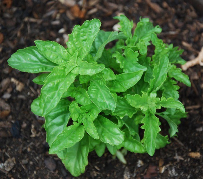 WILLVINE XL 5 Serrata Basil Seeds Seed Price in India Buy