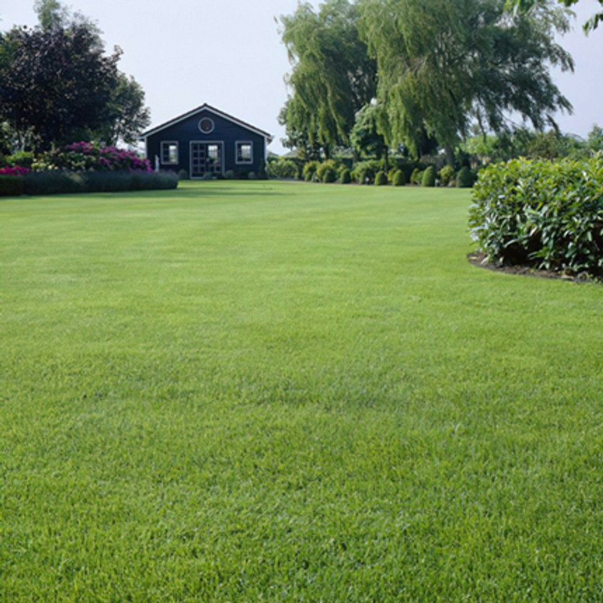 PMA Mexican Lawn Grass Grass Seed for Gardening Lawn Grass Seed Price in India Buy PMA Mexican Lawn Grass Grass Seed for Gardening Lawn Grass Seed online at Flipkart