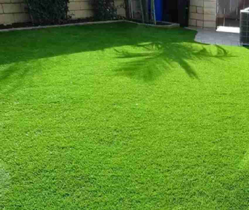 Garden store grass seeds