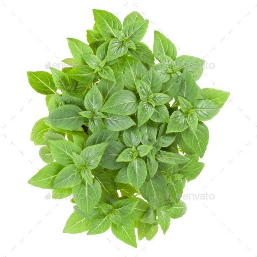 VibeX XLR 54 Basil Greek Yevani Seed Price in India Buy VibeX