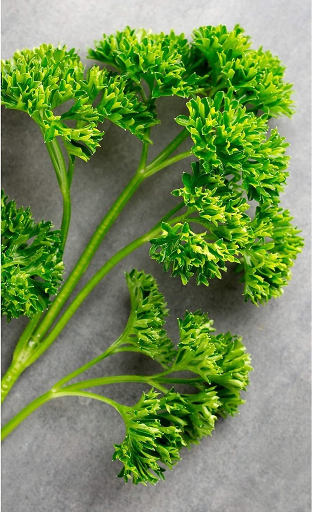 VibeX ® XLR-158 Parsley, Moss Curled Seed Price in India - Buy