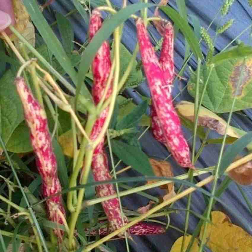 Rajma Plant