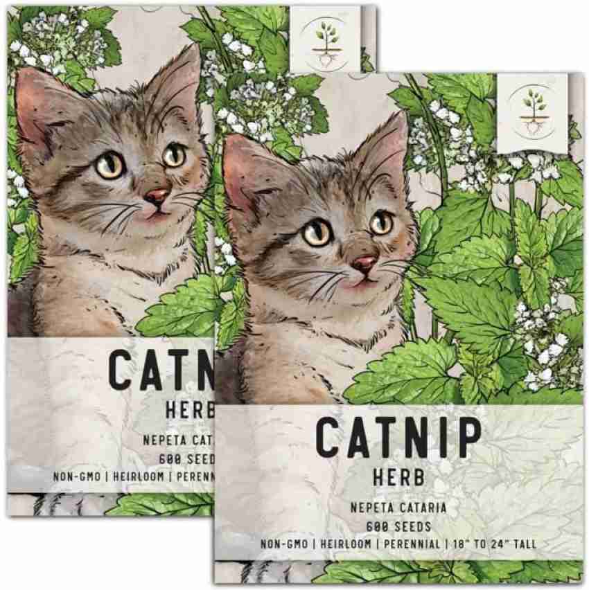  Seeds Catmint (Catnip, Catswort, Catwort) Heirloom