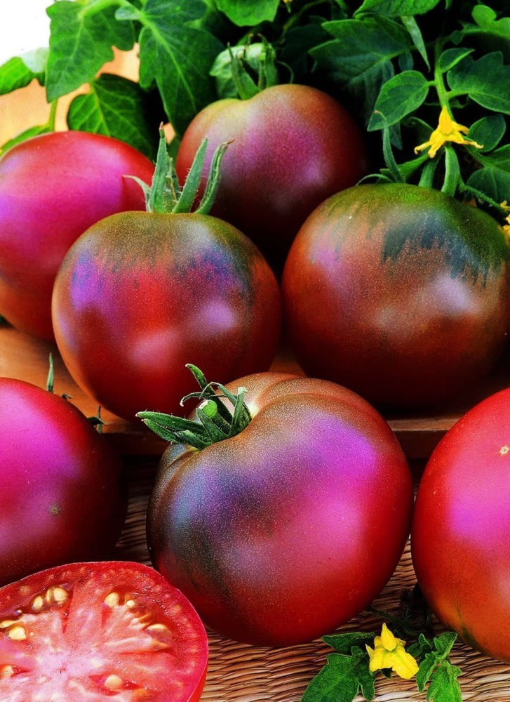 CYBEXIS Heirloom Blue Tomato Seeds-250 Seeds Seed Price in India