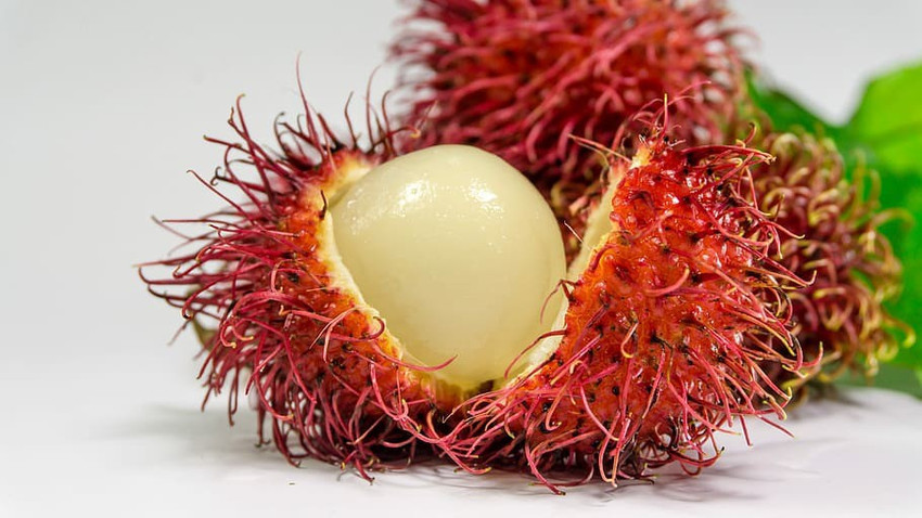 seedx Premium Hybrid Litchi Lychee Fruit Seed Price in India Buy seedx Premium Hybrid Litchi Lychee Fruit Seed online at Flipkart