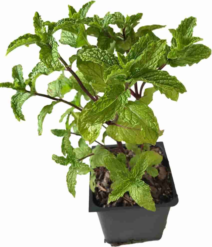 VibeX GUA 49 Mojito Mint Plant Herb 150 Seeds Seed Price in