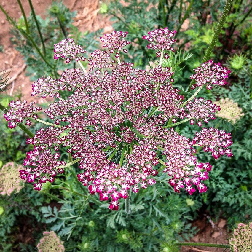 Queen Anne's Lace, Wild Carrot