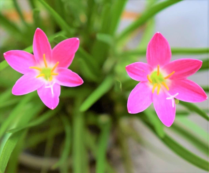 Pink rain hot sale lily
