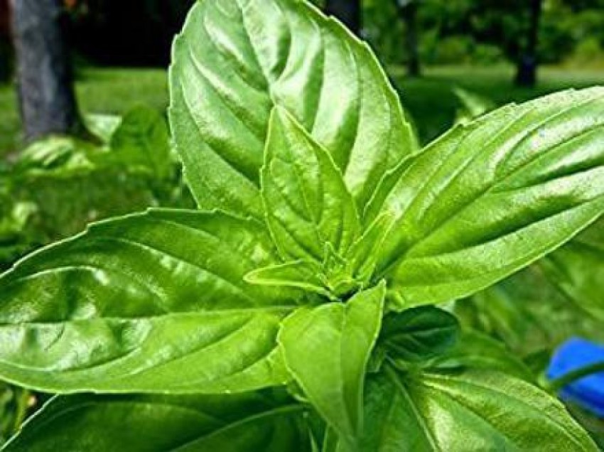 Beej Wala BASIL MARUA TULSI HERB MEDICINAL PLANT SEEDS Seed Price