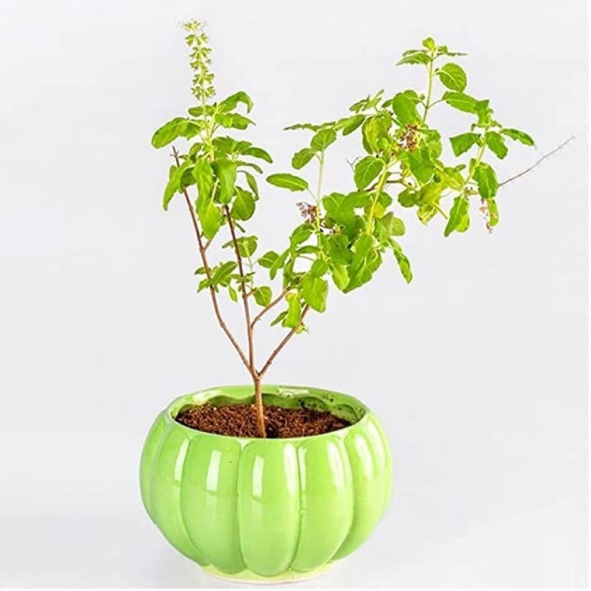 MAA Holy Basil Tulsi Tulasi Seed Price in India Buy MAA Holy