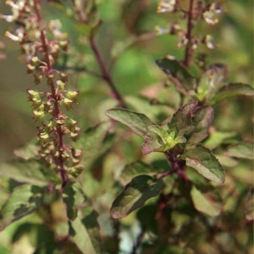 VibeX NDIR 85 Thai Red Holy Basil 4500 Seeds Seed Price in