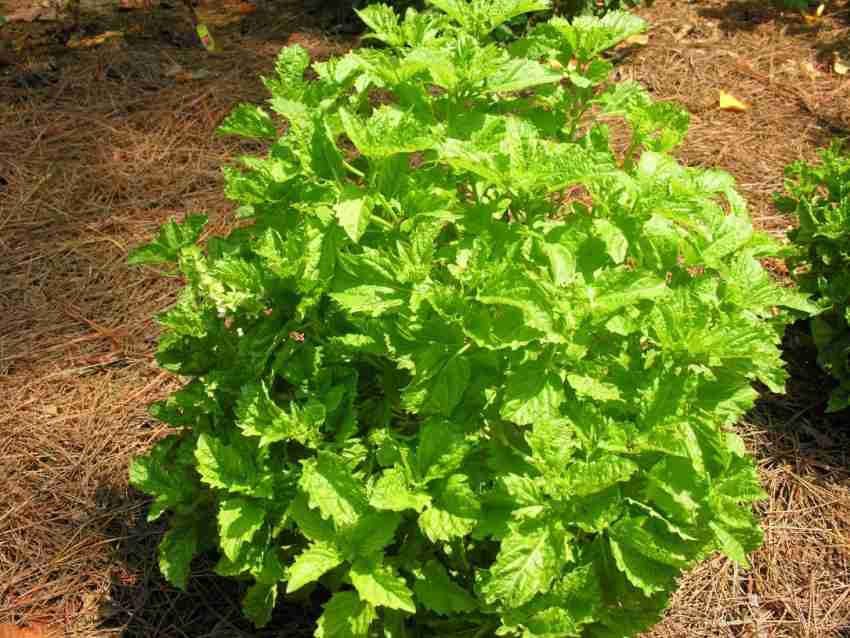 VibeX XXL 2 Basil Spicy Saber Serrata Seed Price in India Buy