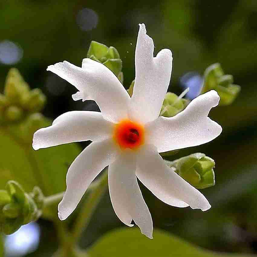 Chameli flower sale