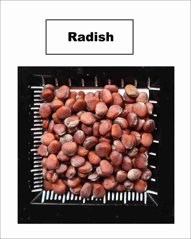 CYBEXIS XLL-69 - Japanese Minowase (Daikon) Radish - (250 Seeds) Seed Price  in India - Buy CYBEXIS XLL-69 - Japanese Minowase (Daikon) Radish - (250  Seeds) Seed online at Flipkart.com