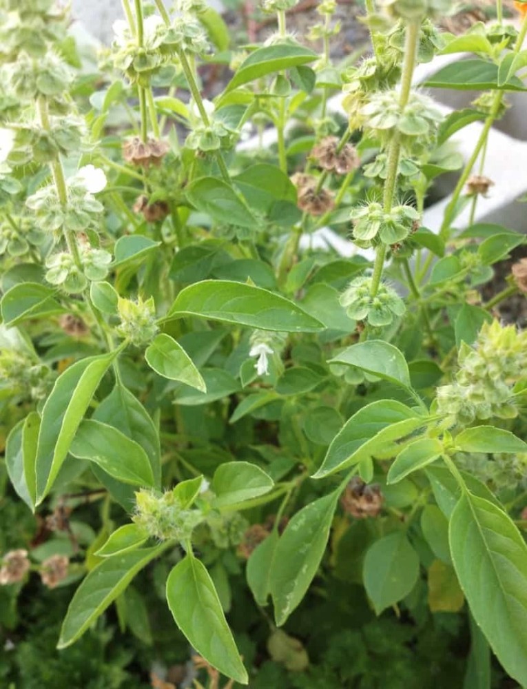 WILLVINE VVI 14 Lime Basil Herb Seeds Seed Price in India Buy