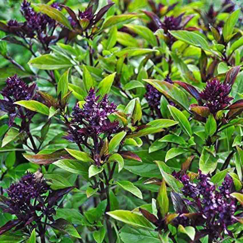 VibeX VXI 186 Siam Queen Thai Basil Seed Seed Price in India