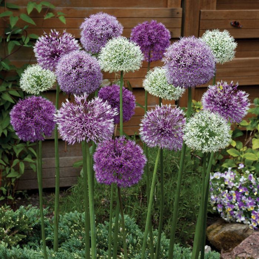 Andhagnai Greens Allium Flower Bulbs Multicolor For Landscaping