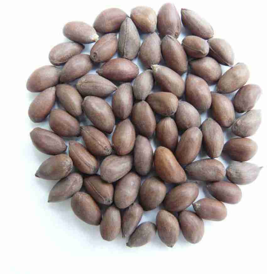 Super 2087 American Cotton Seeds at Rs 400/piece, Cotton Seeds in Hisar