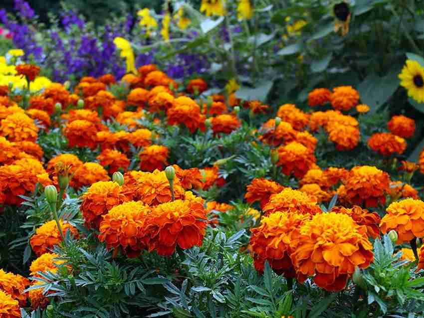 【利益還元祭】開催中！今年最後の大セール Bibiy. B.MARIGOLD はてな TOP トップス